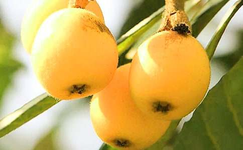 枇杷樹_描寫植物的作文500字_小學(xué)作文