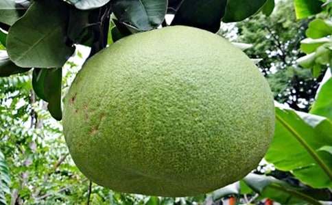 【精選】柚子作文錦集九篇