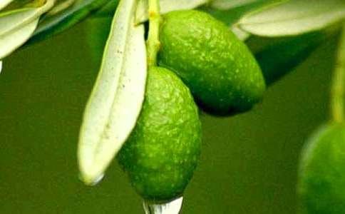 我也銜過一枚青橄欖作文700字(通用26篇)