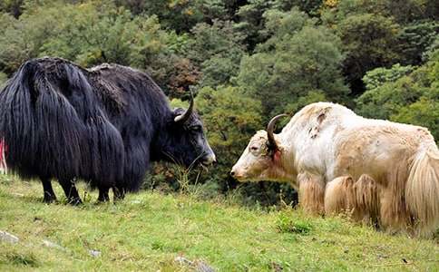 ����ţ�Ă��f(shu��)���