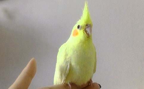 實用的鸚鵡魚作文三篇