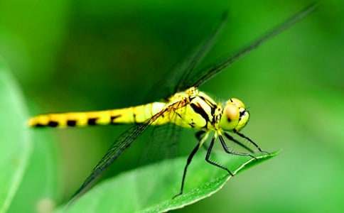 我發(fā)現(xiàn)了蜻蜓的秘密作文(精選70篇)