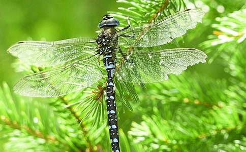 С����(y��u)���Z�Խ̰���׽���ѡ�