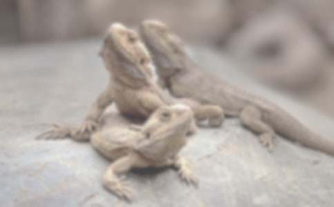 我的好朋友蜥蜴作文