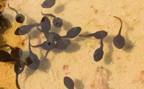 ׽���Ŀ��D����