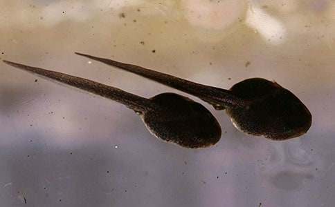 小班藝術(shù)教案:小蝌蚪(通用15篇)