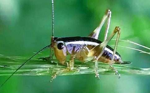 ���󰔢������