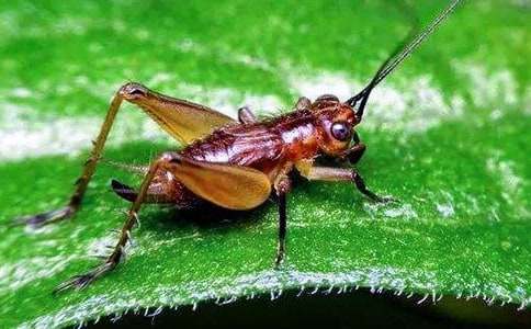 蟋蟀作文600字5篇