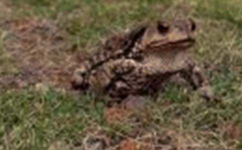 童話故事:蟾蜍與蛇