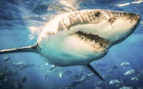 �茑���~�Ć�ʾ����