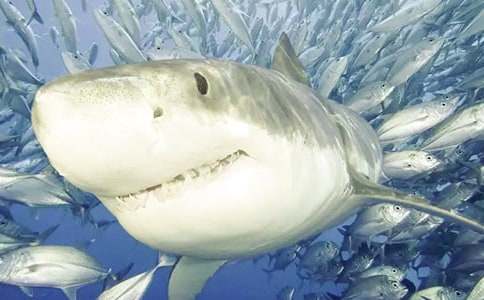 ���~���ąR����ƪ