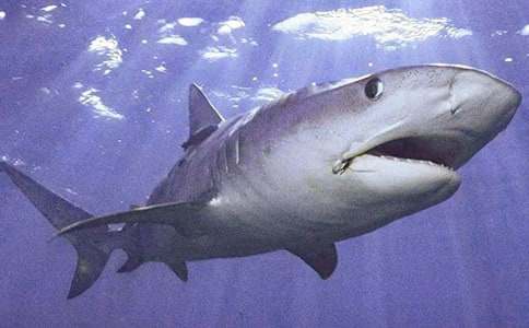 大班教案《愛笑的鯊魚》