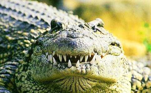 �{�~ͯԒ����