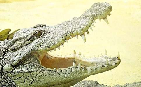 �������{�~(y��)��С��������